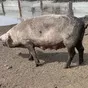 свиньи на забой в Челябинске и Челябинской области
