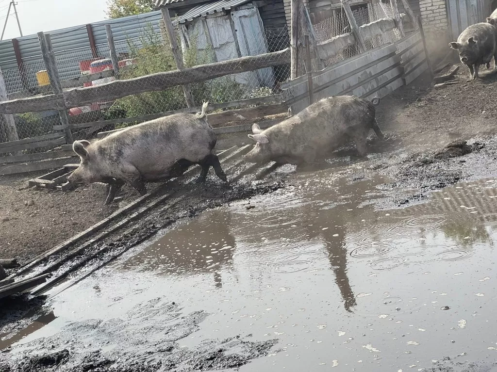 свиньи на забой в Челябинске и Челябинской области 7