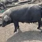 свиньи на забой в Челябинске и Челябинской области 8