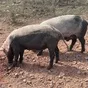 свиньи на забой в Челябинске и Челябинской области 3