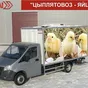 цыплятовозы - разработка, производство  в Челябинске 4