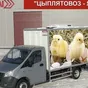 цыплятовозы - от производителя в Челябинске