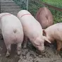 свиньи с откорма комплексные (оптом) в Челябинске и Челябинской области 9