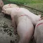 свиньи с откорма комплексные (оптом) в Челябинске и Челябинской области 4