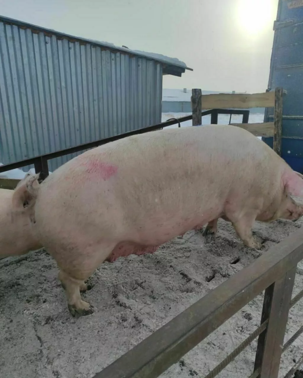 свиньи с откорма комплексные (оптом) в Челябинске и Челябинской области 2