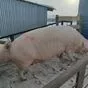 свиньи с откорма комплексные (оптом) в Челябинске и Челябинской области 3