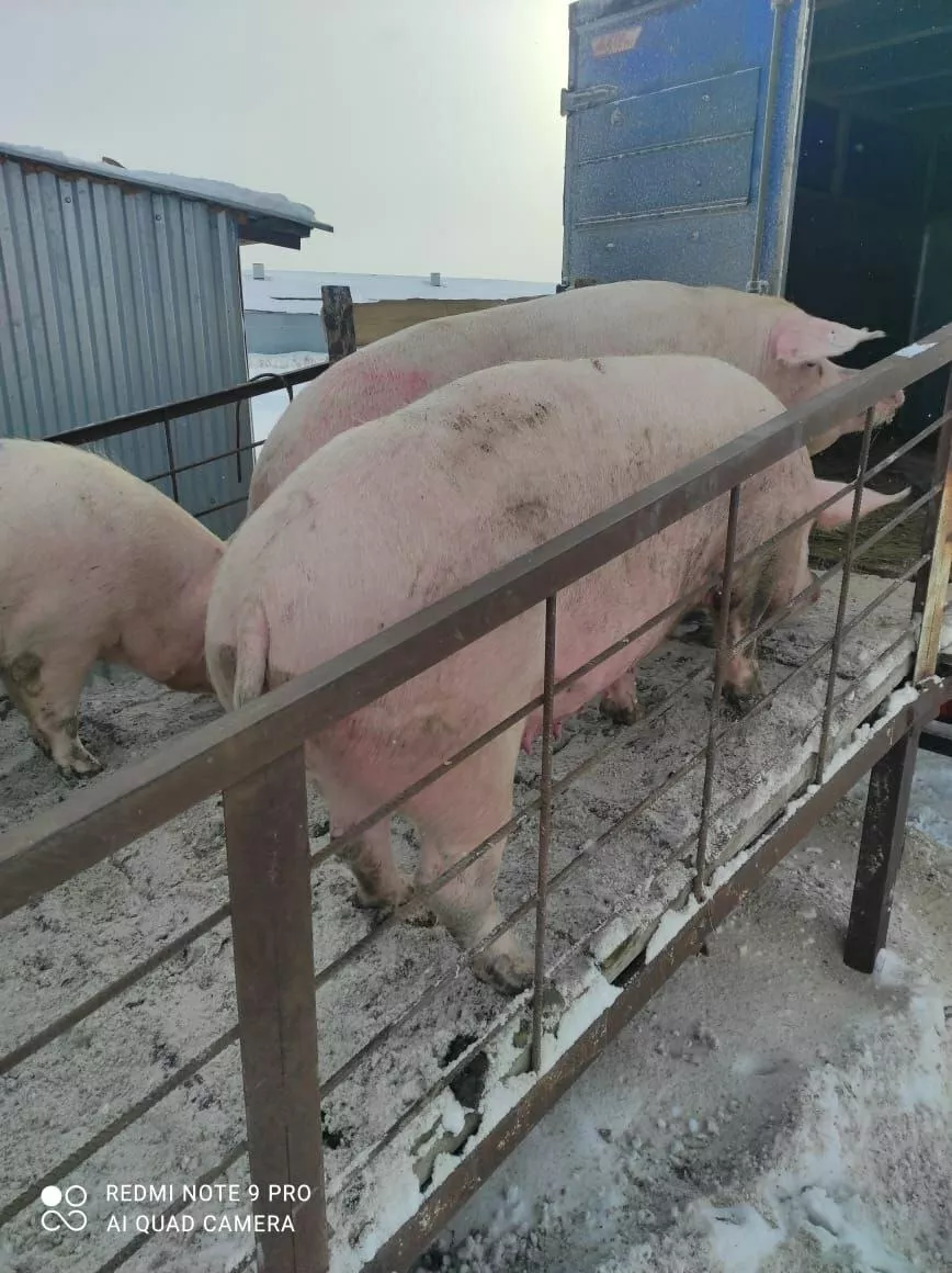 свиньи с откорма комплексные (оптом) в Челябинске и Челябинской области 8