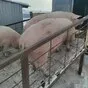 свиньи с откорма комплексные (оптом) в Челябинске и Челябинской области 8