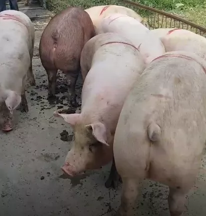 свиньи с откорма комплексные (оптом) в Челябинске и Челябинской области 7