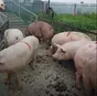свиньи с откорма комплексные (оптом) в Челябинске и Челябинской области 5