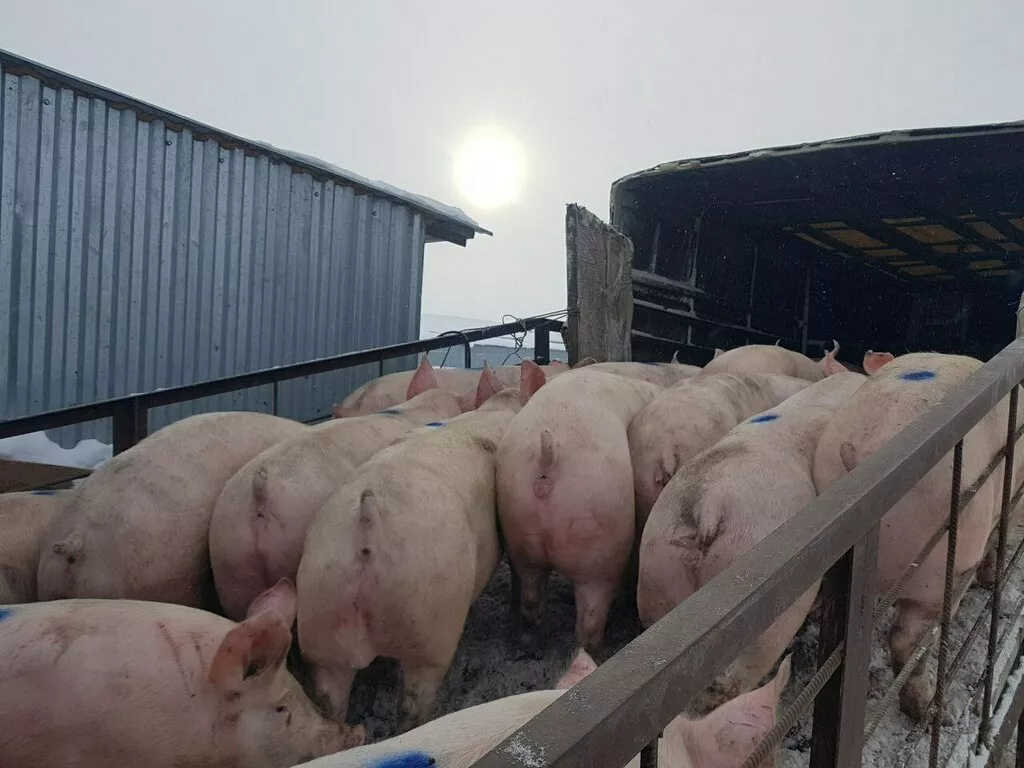 свиньи с откорма комплексные (оптом) в Челябинске и Челябинской области 3