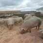 свиньи, свиноматки с комплекса в Челябинске и Челябинской области 10