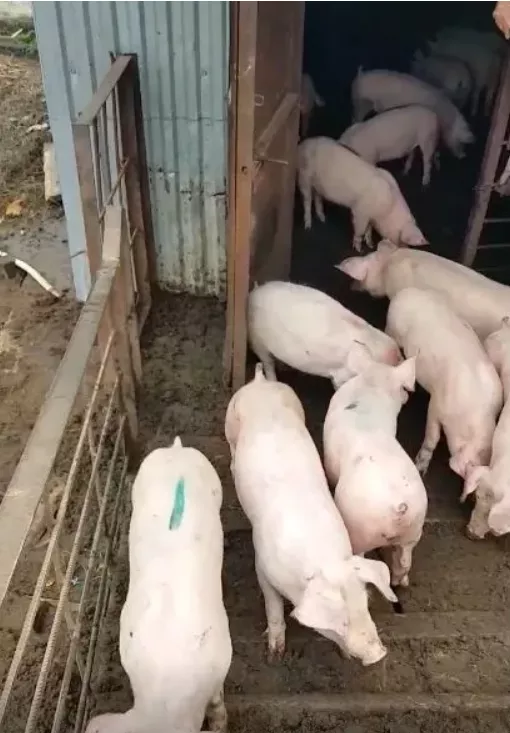 свиньи, свиноматки с комплекса в Челябинске и Челябинской области 9