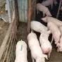 свиньи, свиноматки с комплекса в Челябинске и Челябинской области 8