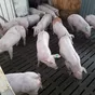 свиньи, свиноматки с комплекса в Челябинске и Челябинской области 7