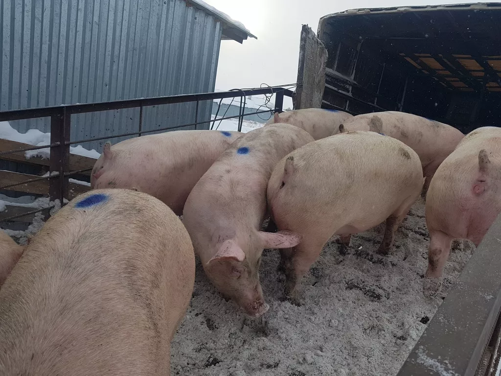 свиньи, свиноматки с комплекса в Челябинске и Челябинской области 3