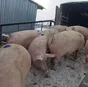 свиньи, свиноматки с комплекса в Челябинске и Челябинской области 4