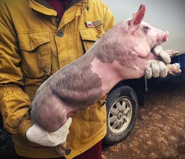 свиньи, свиноматки с комплекса в Челябинске и Челябинской области 3