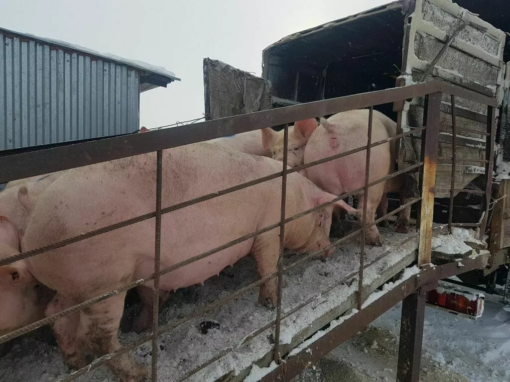 свиньи, свиноматки с комплекса в Челябинске и Челябинской области 2
